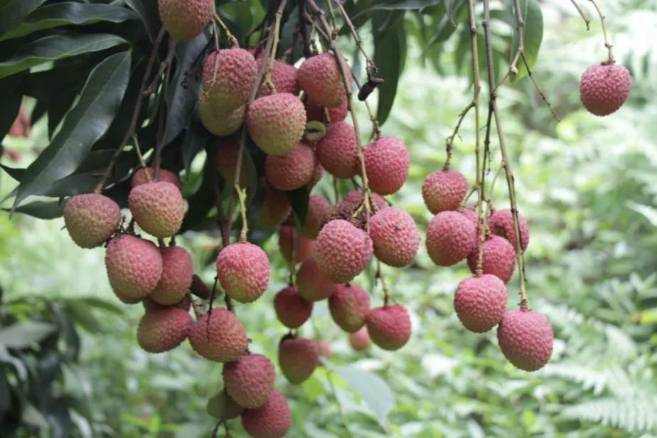 冰泉制冷，作為制冷領(lǐng)域的先行者