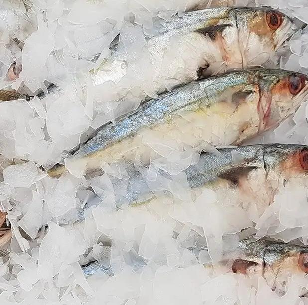 5噸片冰機具備以下特點和用途