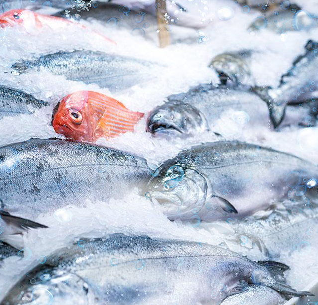 漁船上用于魚獲的快速冷凍和保鮮