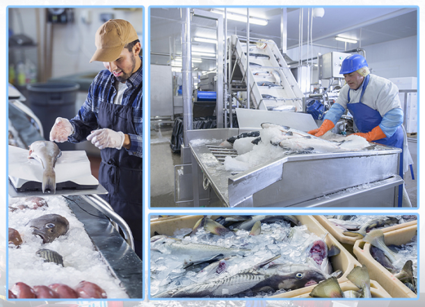 在漁業(yè)中，能滿足大量海產(chǎn)品的冷藏需求